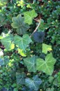 Efeu - Hedera helix * 802 x 1203 * (394KB)